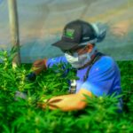 Primeiro Encontro da APEPI em Paty do Alferes debate cannabis medicinal e mostra impacto da atividade na região